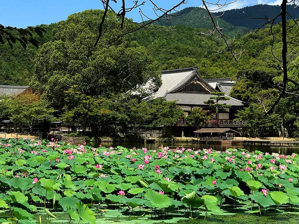 🏯 에바라지 (家原寺) 이미지 7